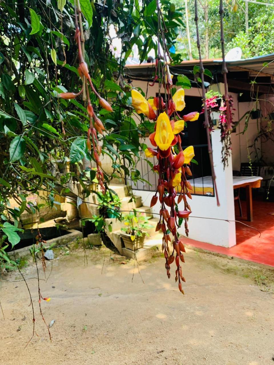 Little Cottage Ella Bagian luar foto